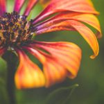 欧美人免费视频网站在线 x66nmgl