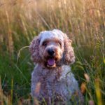 国产Overleaf:提升科研写作效率的在线协作平台 y3m80jrl